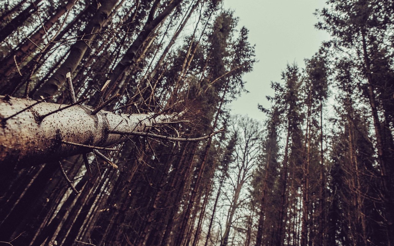 Обои деревья, лес, пейзаж, стволы, trees, forest, landscape, trunks разрешение 6016x4016 Загрузить