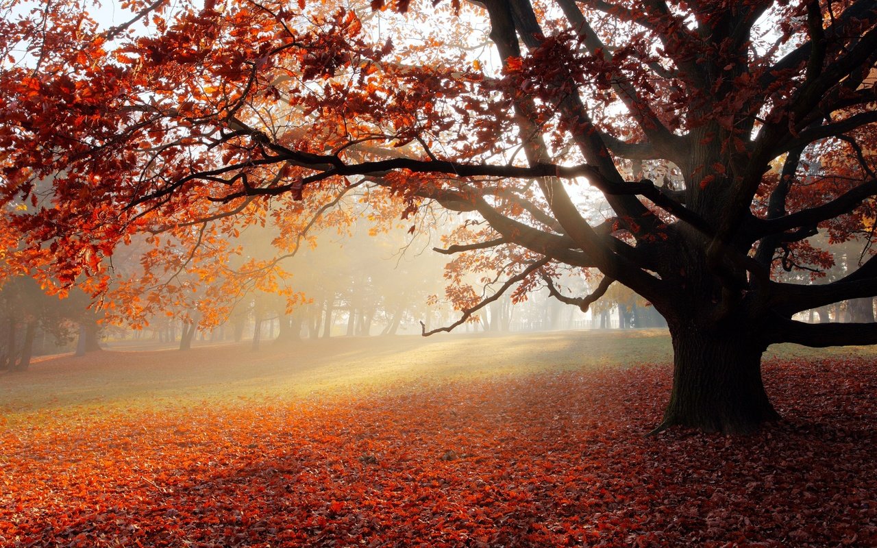 Обои дерево, листва, осень, солнечный свет, tree, foliage, autumn, sunlight разрешение 3840x2160 Загрузить