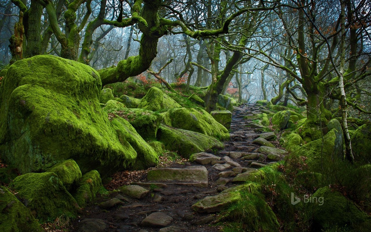 Обои деревья, природа, лес, тропинка, мох, bing, trees, nature, forest, path, moss разрешение 1920x1200 Загрузить