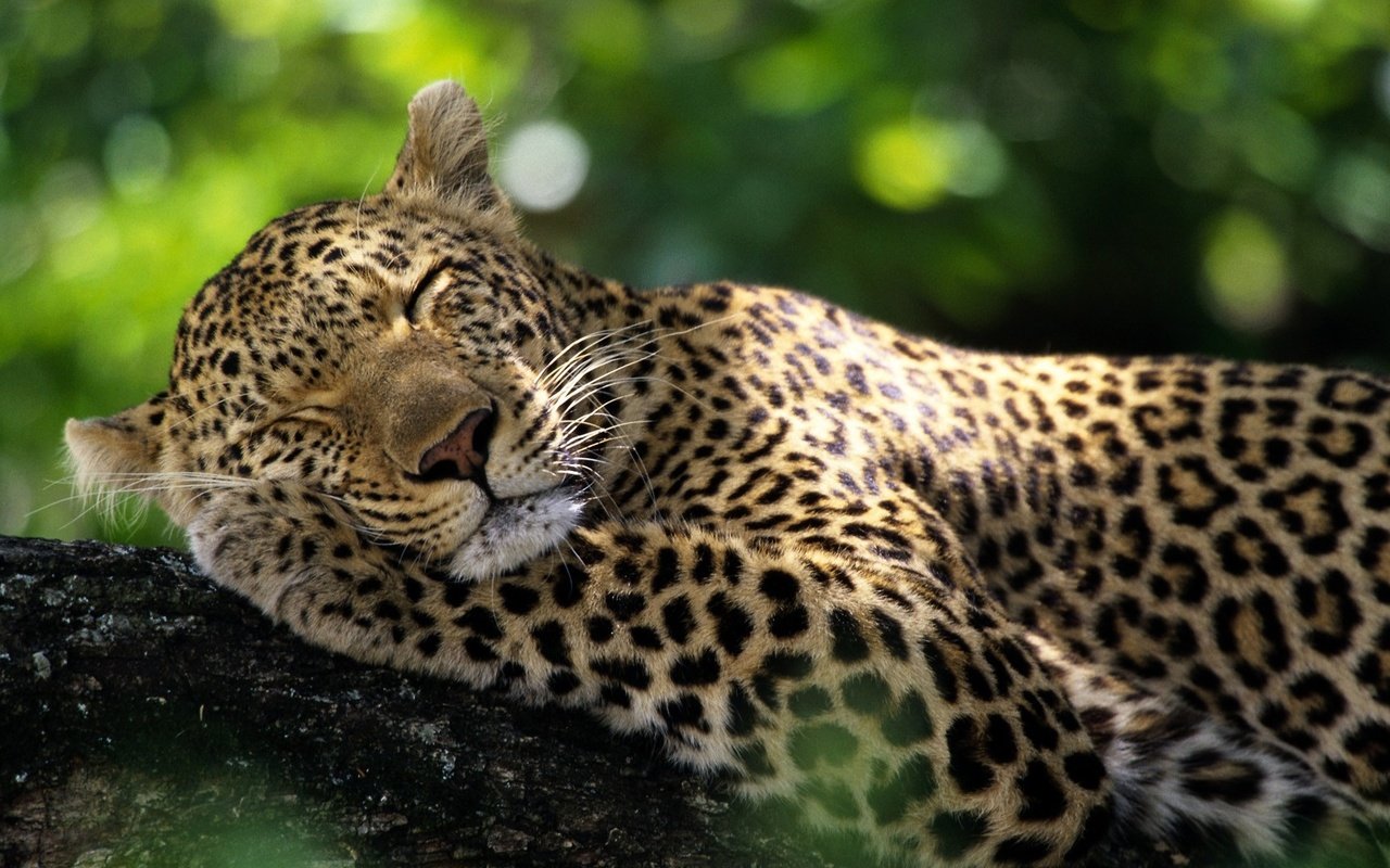 Обои животные, леопард, дикие кошки, спящий леопард, animals, leopard, wild cats, sleeping leopard разрешение 1920x1080 Загрузить