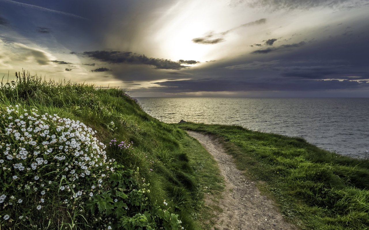 Обои цветы, трава, природа, берег, море, тропа, flowers, grass, nature, shore, sea, trail разрешение 2560x1440 Загрузить