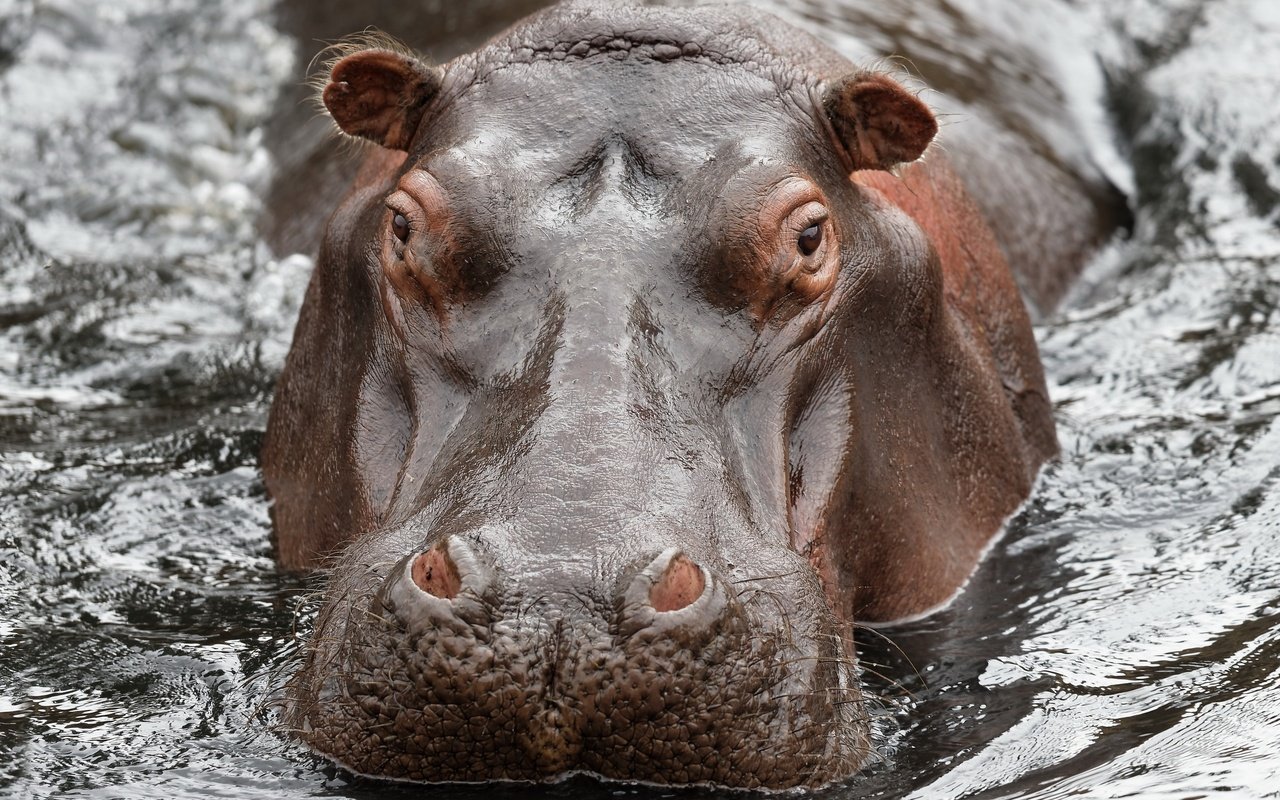 Обои морда, вода, природа, взгляд, бегемот, гиппопотам, face, water, nature, look, hippo разрешение 2560x1707 Загрузить