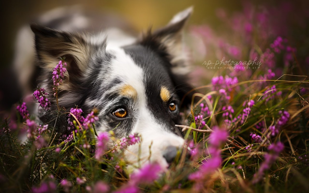 Обои цветы, взгляд, собака, друг, австралийская овчарка, ghanima, dackelpuppy, flowers, look, dog, each, australian shepherd разрешение 2048x1367 Загрузить