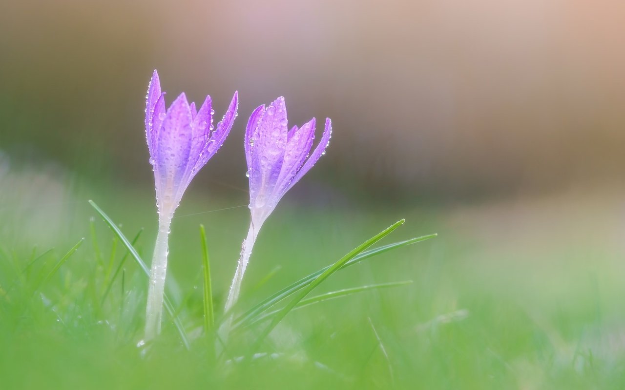 Обои цветы, макро, весна, крокусы, flowers, macro, spring, crocuses разрешение 2048x1365 Загрузить