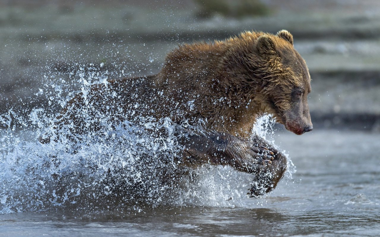Обои вода, медведь, брызги, бег, water, bear, squirt, running разрешение 2500x1667 Загрузить