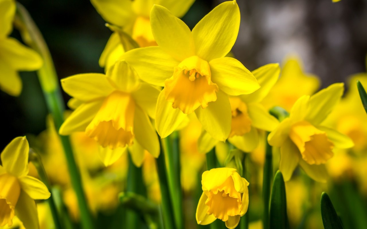 Обои цветы, макро, весна, нарциссы, желтые, flowers, macro, spring, daffodils, yellow разрешение 3600x2400 Загрузить