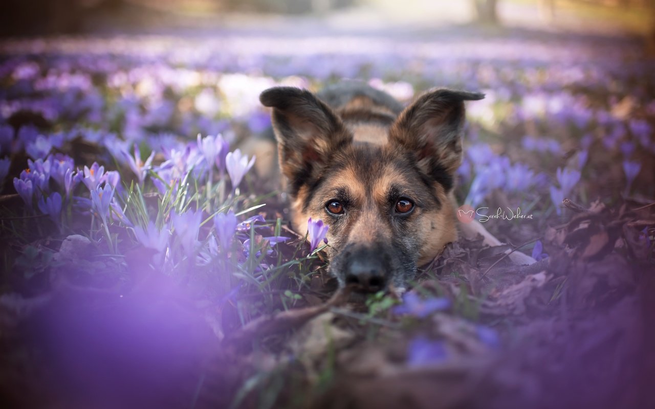Обои цветы, собака, друг, немецкая овчарка, flowers, dog, each, german shepherd разрешение 2048x1367 Загрузить
