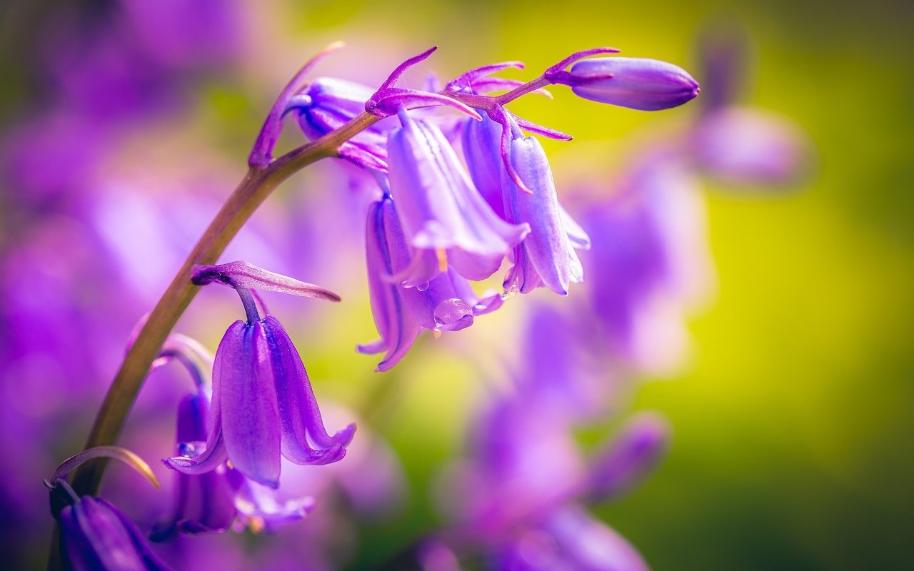 Обои цветы, макро, колокольчики, капли воды, после дождя, flowers, macro, bells, water drops, after the rain разрешение 2048x1152 Загрузить