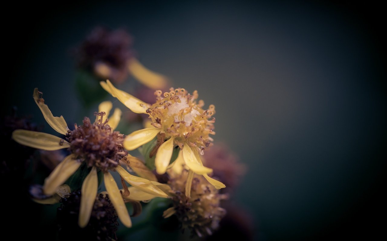 Обои макро, цветок, капли, дождь, боке, крестовник, macro, flower, drops, rain, bokeh, ragwort разрешение 2048x1365 Загрузить