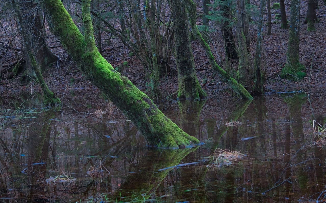 Обои деревья, вода, лес, мох, trees, water, forest, moss разрешение 2048x1323 Загрузить