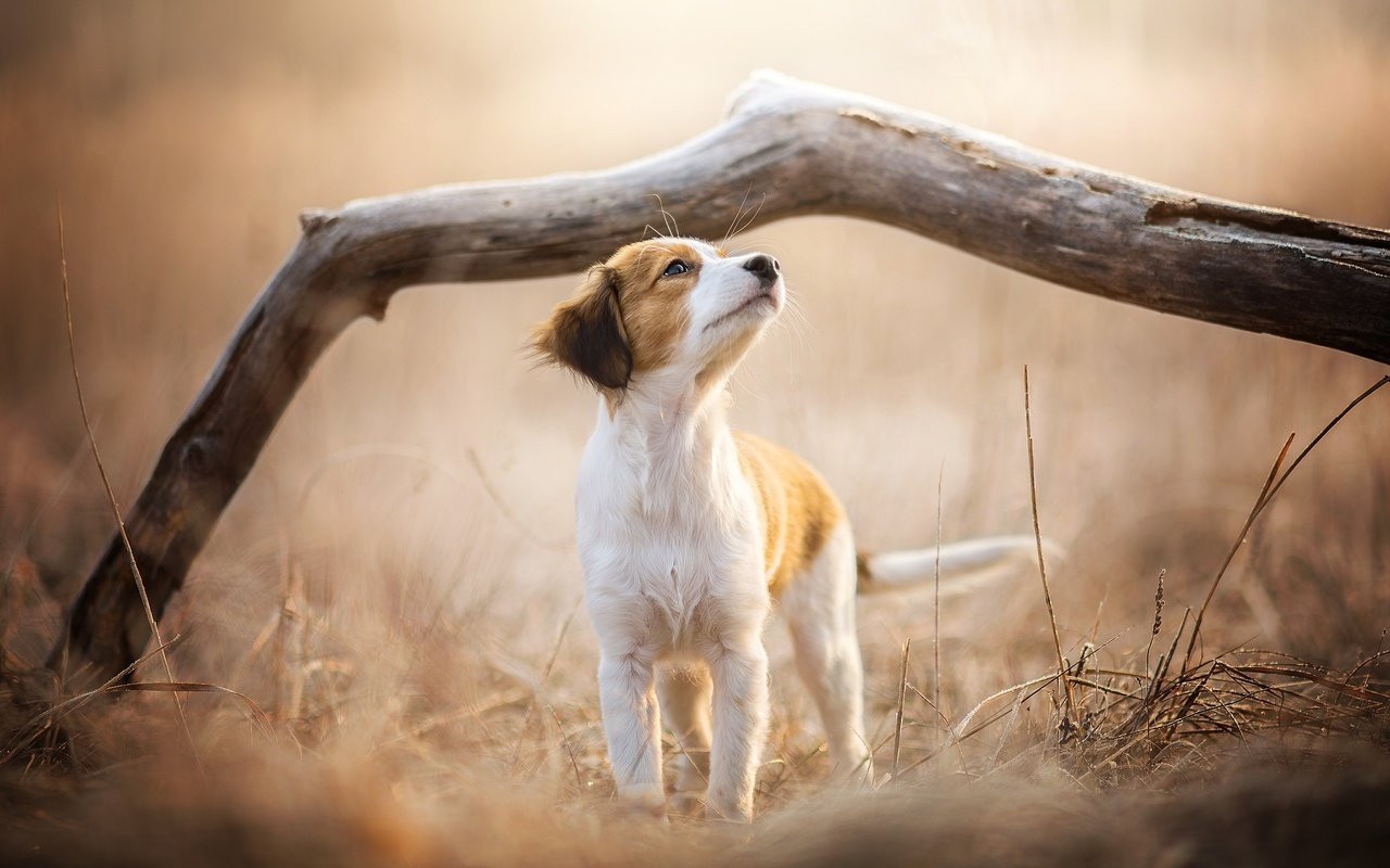 Обои ветка, природа, собака, щенок, dackelpuppy, soey, branch, nature, dog, puppy разрешение 2048x1344 Загрузить