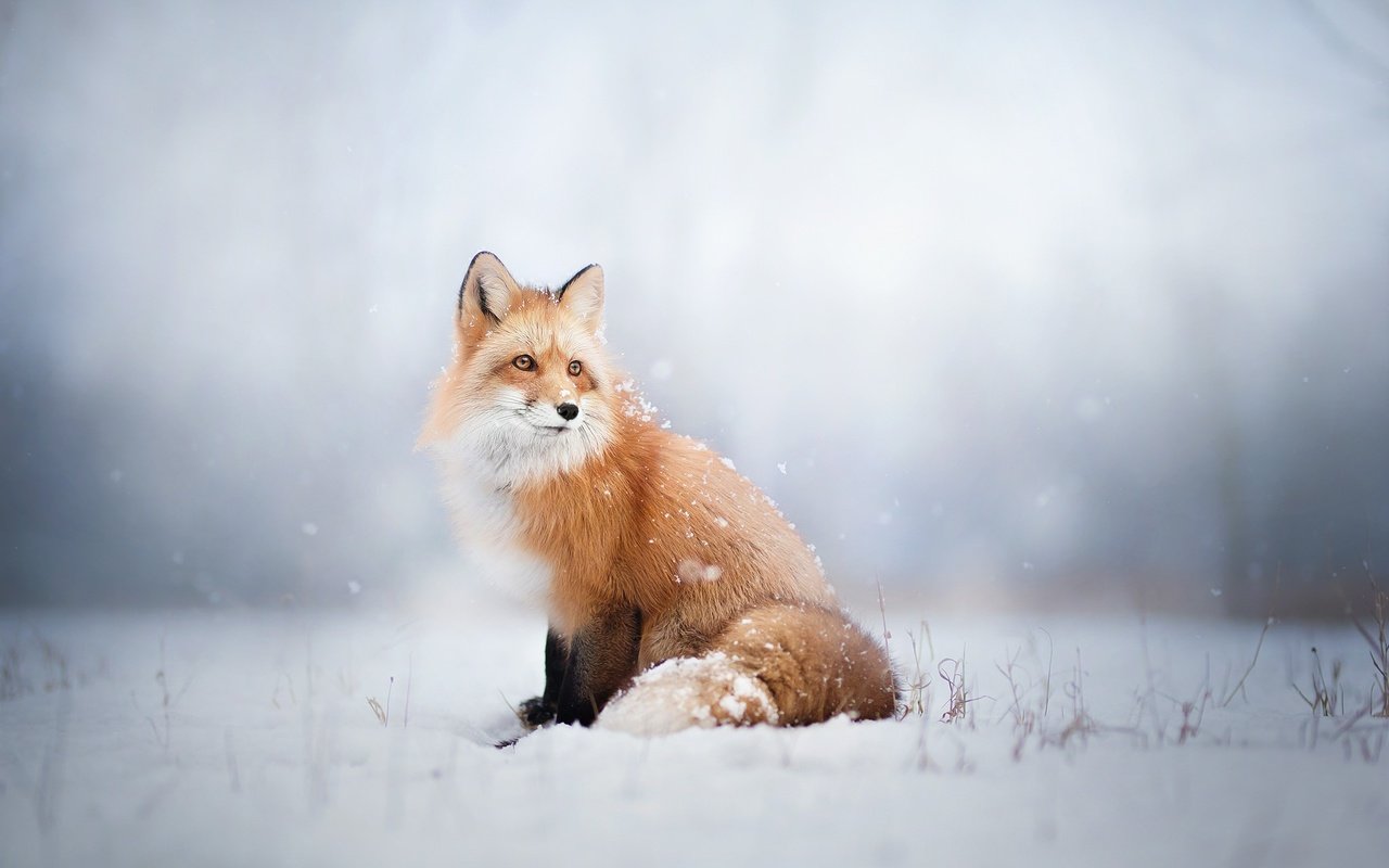 Обои снег, зима, лиса, лисица, животное, snow, winter, fox, animal разрешение 2048x1365 Загрузить