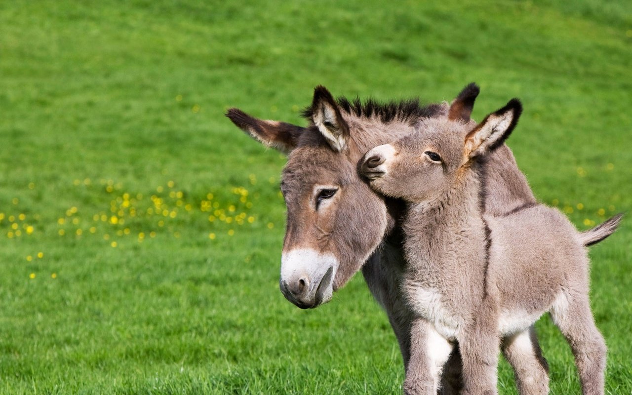 Обои франция, осел, нормандия, жеребенок, ослик, france, donkey, normandy, foal разрешение 1920x1080 Загрузить