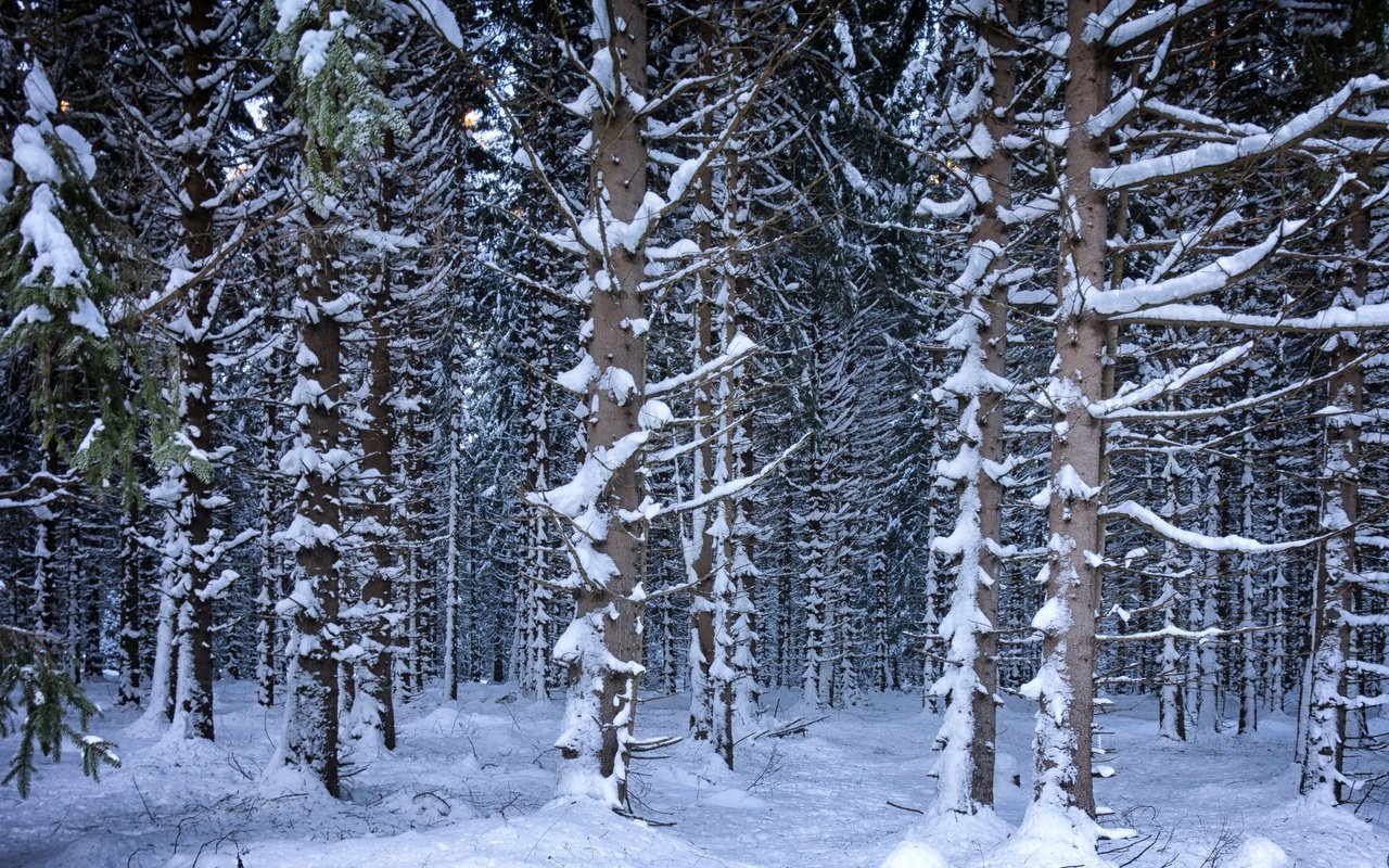 Обои деревья, снег, лес, зима, trees, snow, forest, winter разрешение 4686x3191 Загрузить
