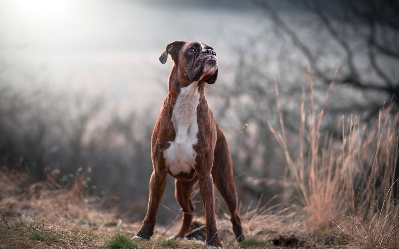 Обои природа, лес, взгляд, собака, друг, боксер, tamás szarka, nature, forest, look, dog, each, boxer разрешение 2048x1365 Загрузить