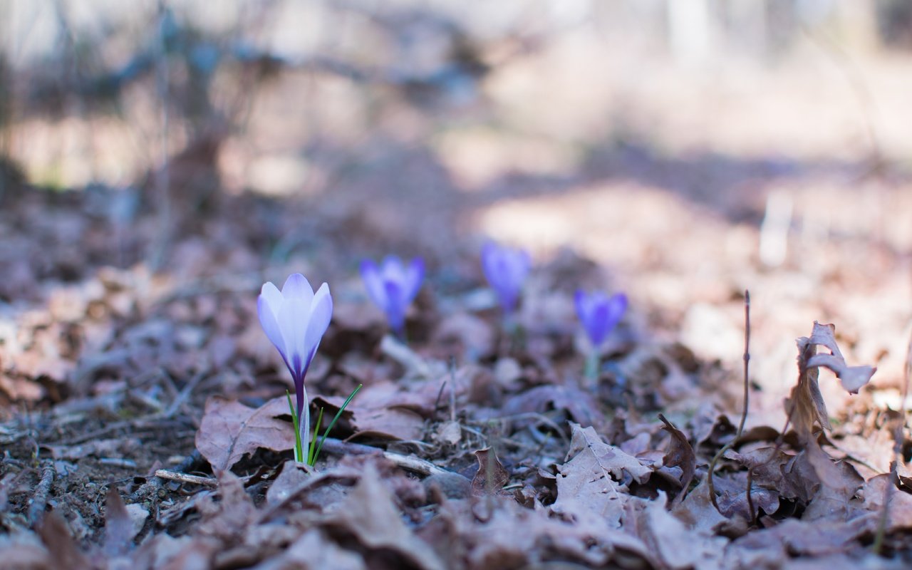 Обои цветы, природа, весна, крокусы, flowers, nature, spring, crocuses разрешение 6000x4000 Загрузить