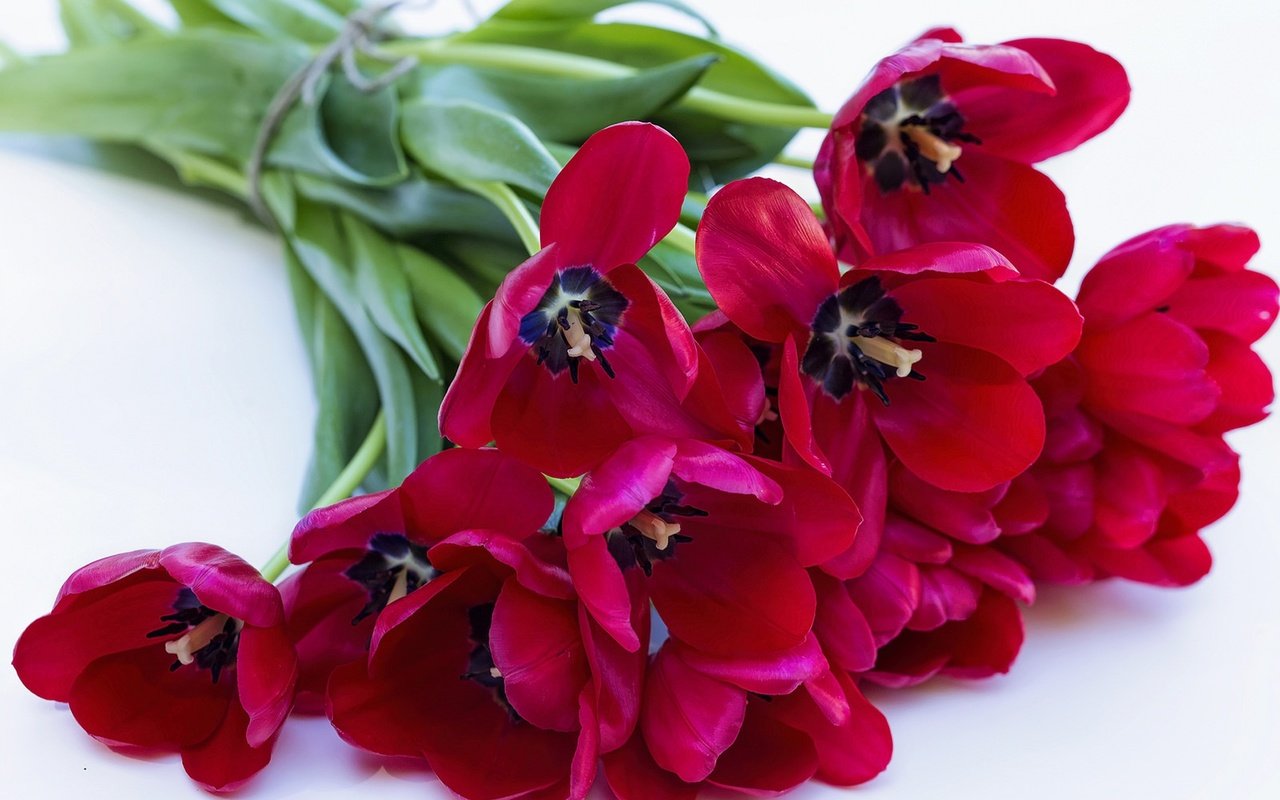 Обои цветы, лепестки, красные, букет, тюльпаны, flowers, petals, red, bouquet, tulips разрешение 1920x1279 Загрузить