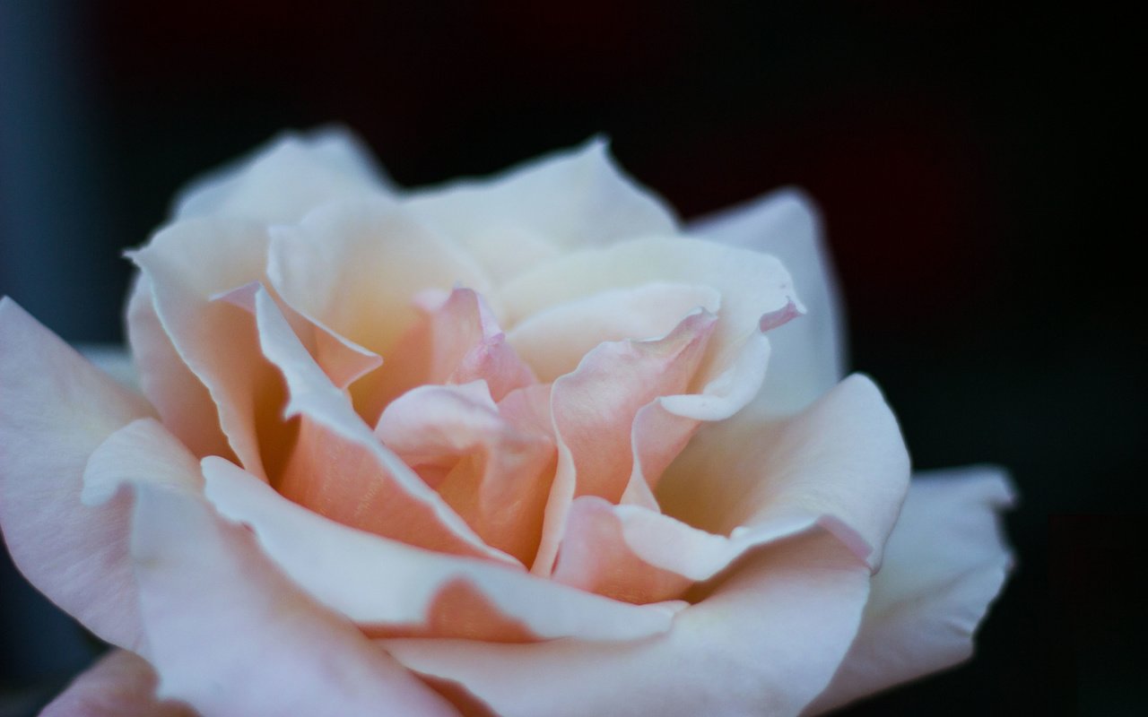 Обои макро, цветок, роза, angelika levshakova, macro, flower, rose разрешение 5184x3456 Загрузить