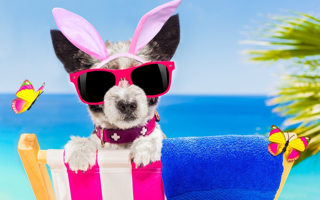 Обои пляж, очки, собака, юмор, бабочки, ​​зайчик, beach, glasses, dog, humor, butterfly, bunny разрешение 5616x3744 Загрузить