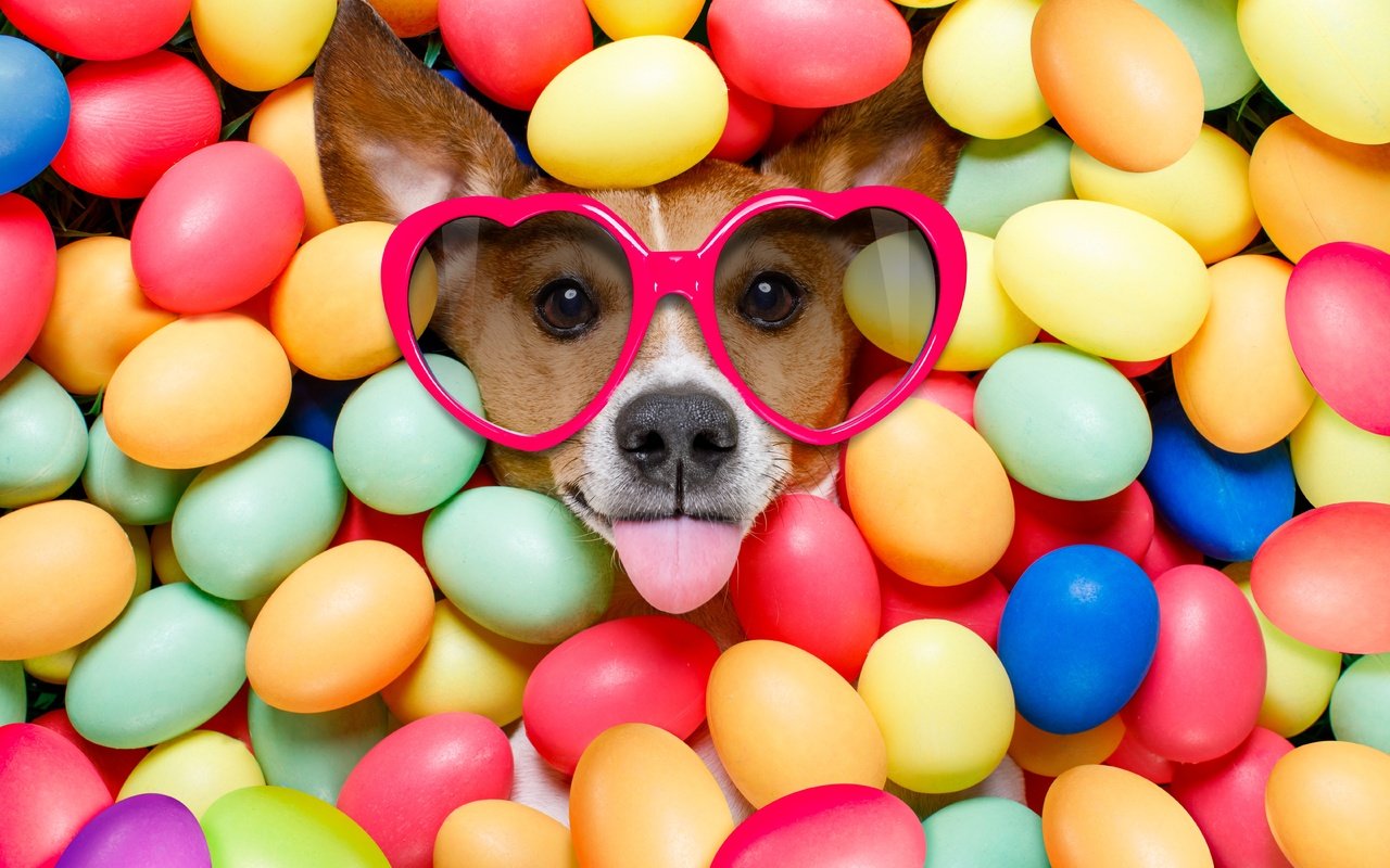 Обои очки, собака, пасха, язык, сердечки, яйца крашеные, glasses, dog, easter, language, hearts, the painted eggs разрешение 6720x4480 Загрузить