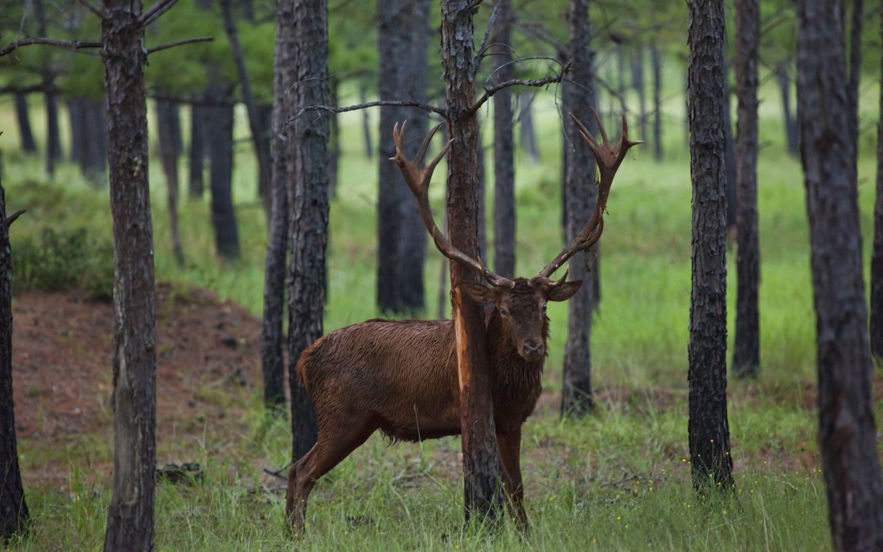 Обои дерево, олень, животное, рога, кора, сосна, justin jensen, tree, deer, animal, horns, bark, pine разрешение 5616x3744 Загрузить