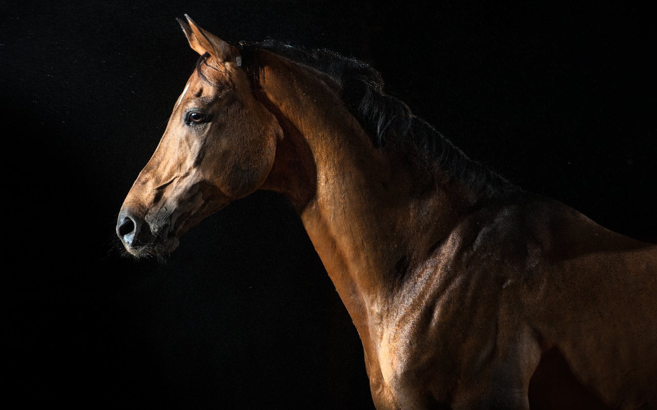 Обои лошадь, животные, черный фон, конь, horse, animals, black background разрешение 4256x2832 Загрузить