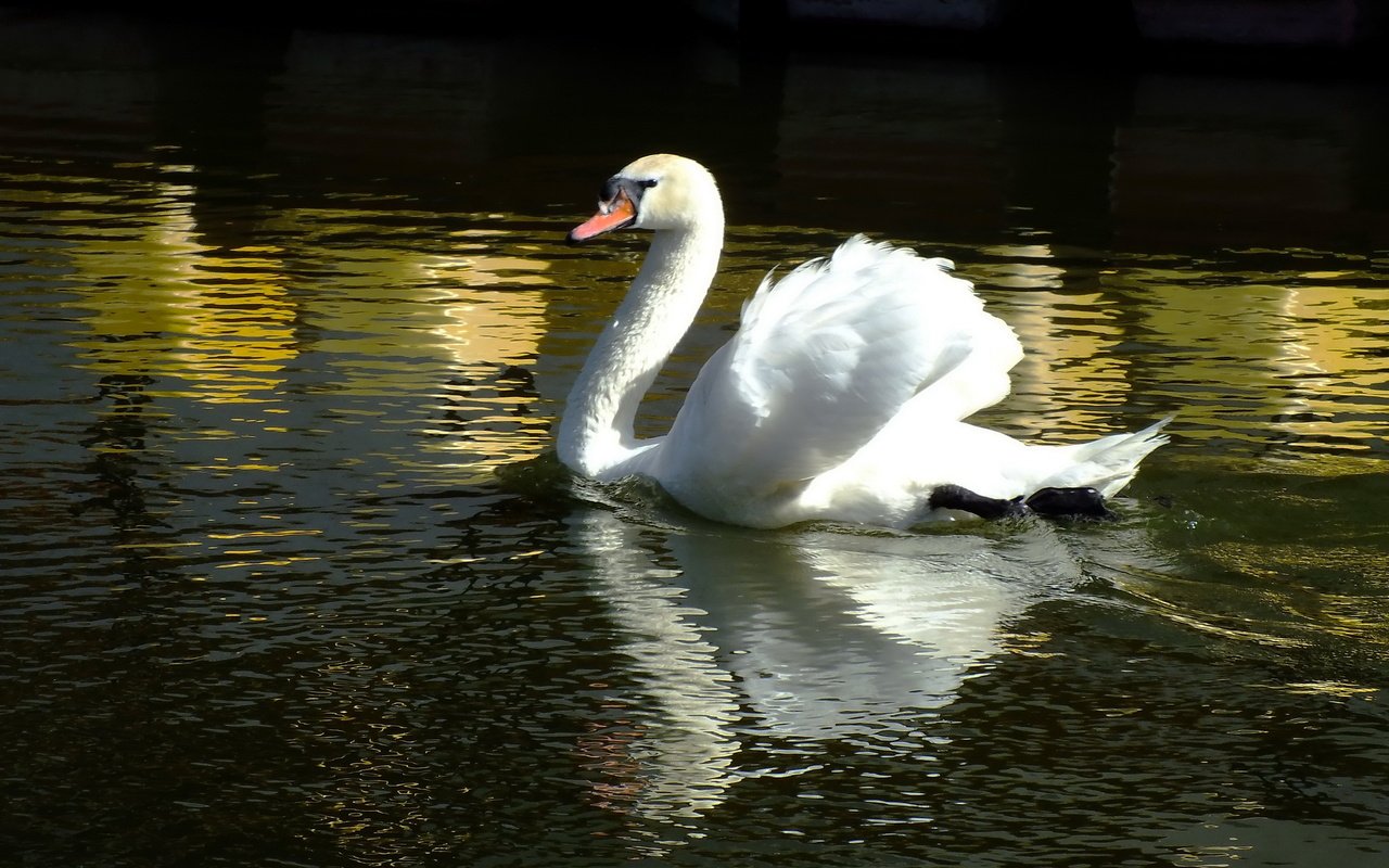 Обои вода, отражение, птица, лебедь, water, reflection, bird, swan разрешение 2400x1600 Загрузить