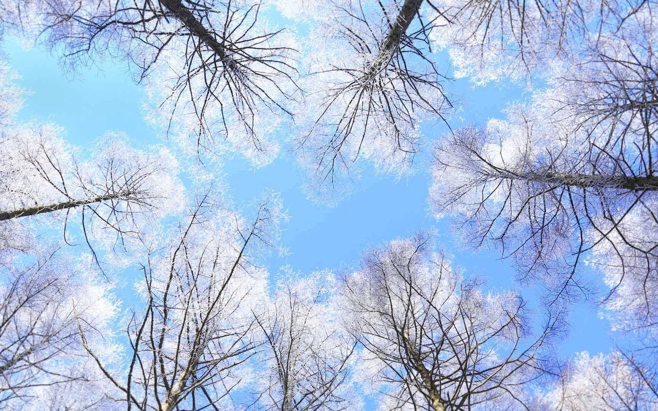Обои небо, деревья, япония, нагано, the sky, trees, japan, nagano разрешение 1920x1080 Загрузить