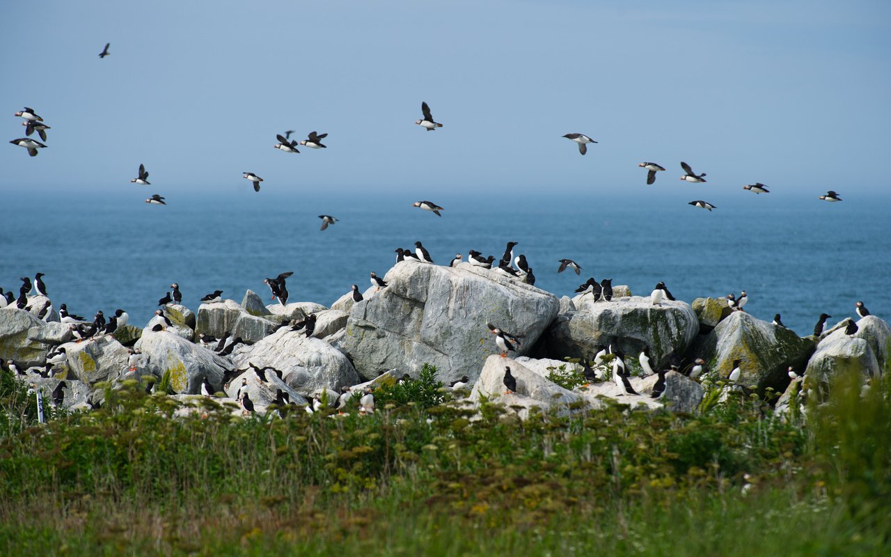 Обои небо, камни, море, птицы, ray hennessy, гагарка, the sky, stones, sea, birds, razorbill разрешение 4029x2681 Загрузить