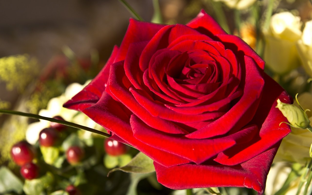 Обои макро, роза, красная, бутон, алая, macro, rose, red, bud, scarlet разрешение 2048x1365 Загрузить