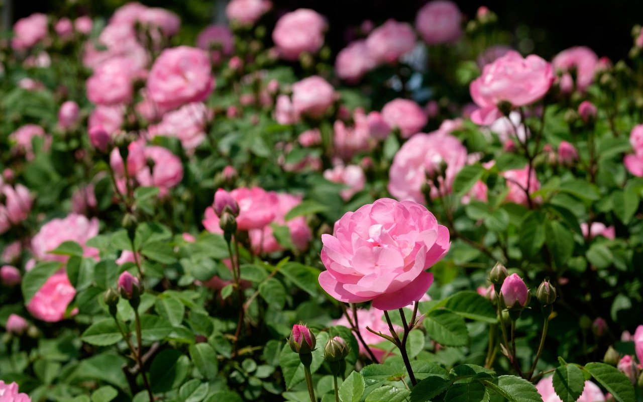 Обои цветы, природа, бутоны, розы, розовые, flowers, nature, buds, roses, pink разрешение 2048x1365 Загрузить