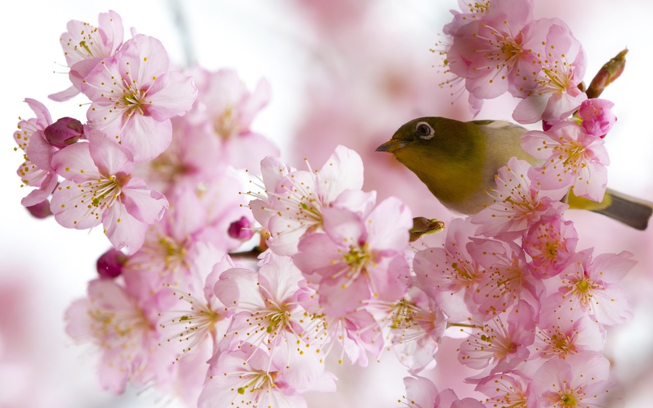 Обои цветение, птица, весна, белоглазка, flowering, bird, spring, white-eyed разрешение 2500x1667 Загрузить