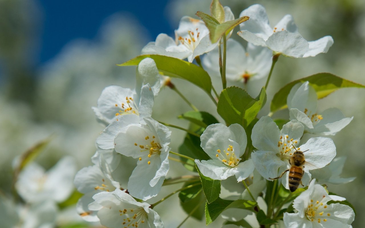 Обои дерево, цветение, насекомое, весна, пчела, tree, flowering, insect, spring, bee разрешение 2048x1376 Загрузить