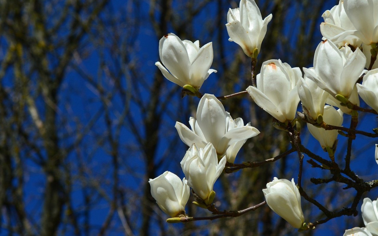 Обои цветы, цветение, ветки, весна, магнолия, flowers, flowering, branches, spring, magnolia разрешение 2048x1365 Загрузить