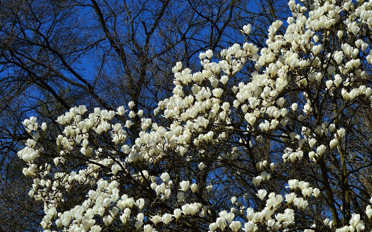 Обои цветы, дерево, цветение, весна, магнолия, flowers, tree, flowering, spring, magnolia разрешение 2048x1365 Загрузить