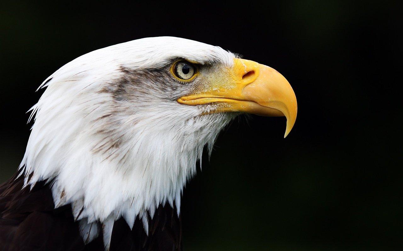 Обои орел, птица, клюв, черный фон, перья, белоголовый орлан, eagle, bird, beak, black background, feathers, bald eagle разрешение 2048x1365 Загрузить