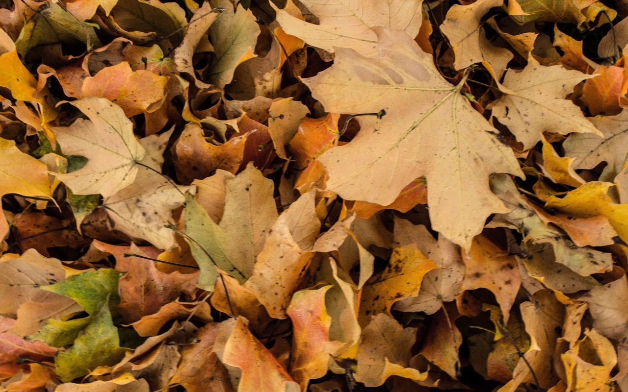 Обои природа, листья, макро, осень, nature, leaves, macro, autumn разрешение 5184x3456 Загрузить