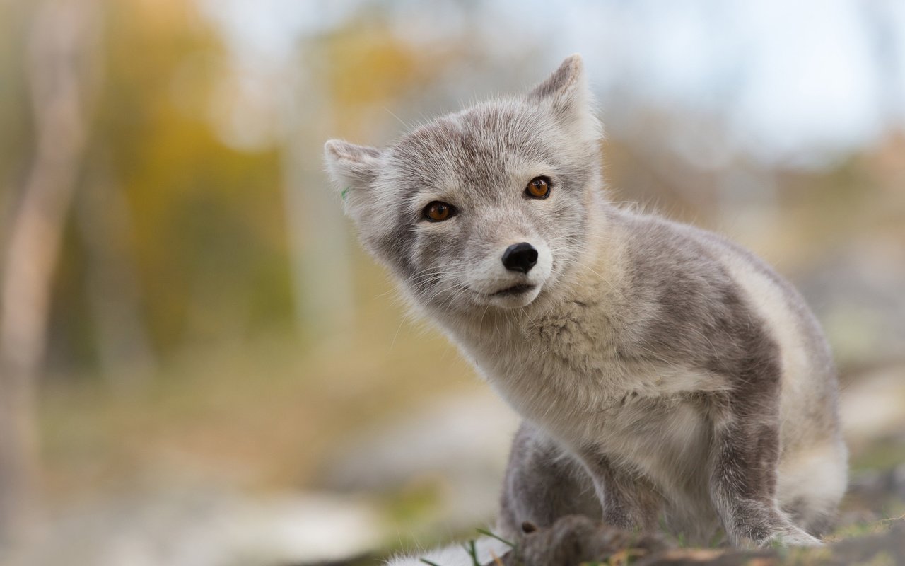 Обои глаза, мордочка, взгляд, лиса, песец, арктическая, eyes, muzzle, look, fox, arctic разрешение 2048x1412 Загрузить