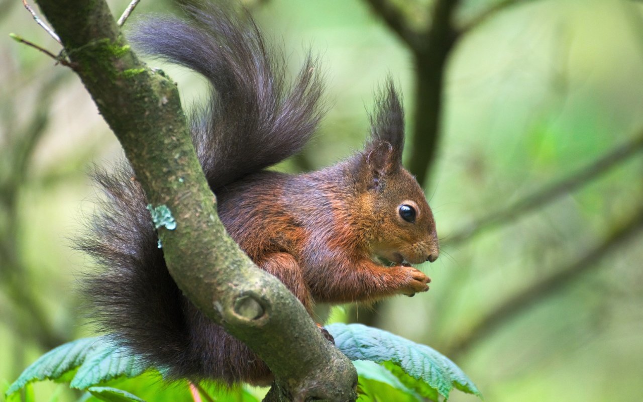 Обои ветка, животное, белка, зверек, хвост, белочка, грызун, branch, animal, protein, tail, squirrel, rodent разрешение 6026x4020 Загрузить