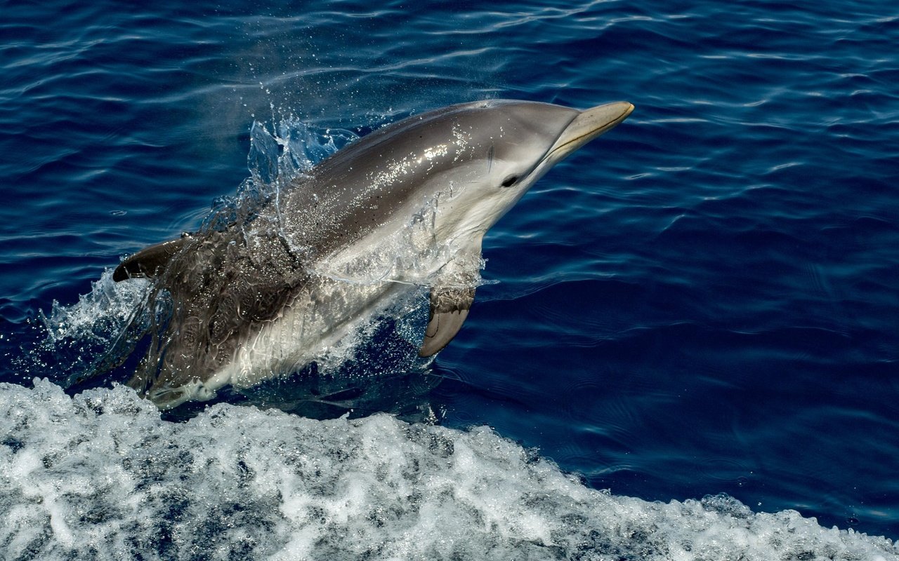 Обои вода, брызги, животное, дельфин, water, squirt, animal, dolphin разрешение 2048x1365 Загрузить