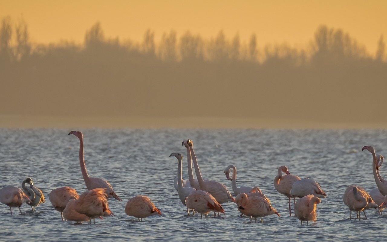 Обои вода, утро, фламинго, птицы, water, morning, flamingo, birds разрешение 2560x1080 Загрузить