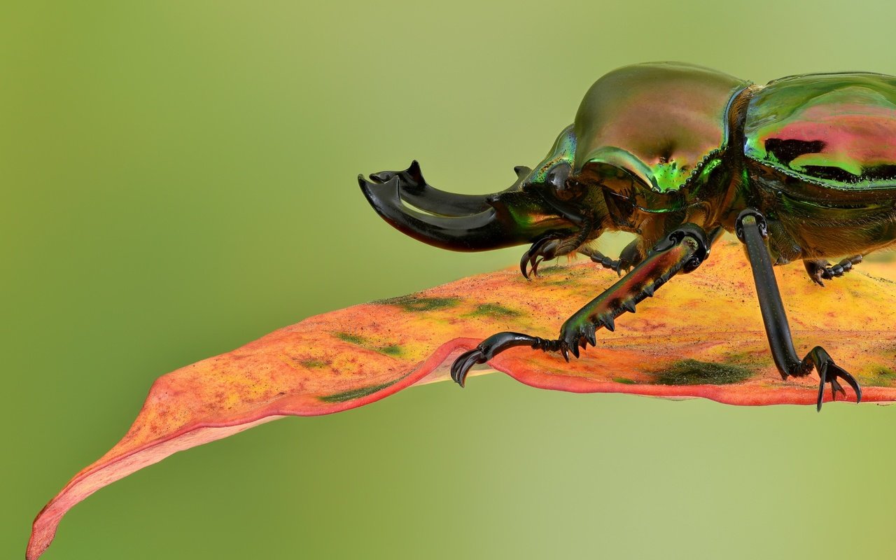 Обои жук, макро, насекомое, фон, лист, радужный, жук-олень, beetle, macro, insect, background, sheet, rainbow, stag beetle разрешение 2048x1367 Загрузить