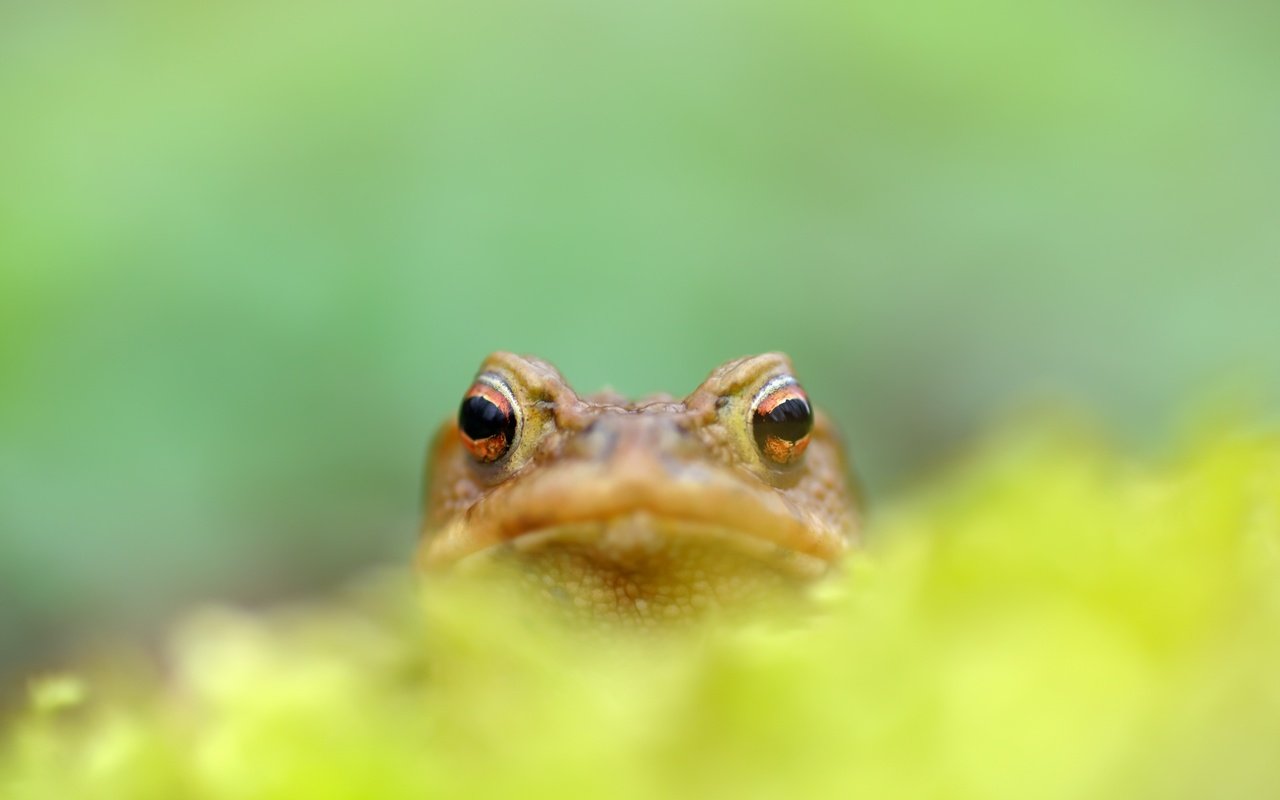 Обои природа, фон, размытость, лягушка, земноводные, nature, background, blur, frog, amphibians разрешение 2560x1709 Загрузить