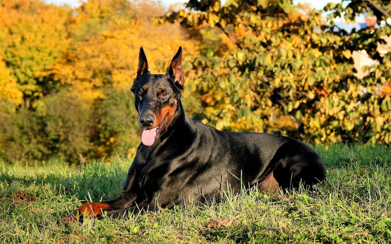 Обои трава, природа, собака, язык, доберман, grass, nature, dog, language, doberman разрешение 2373x1780 Загрузить