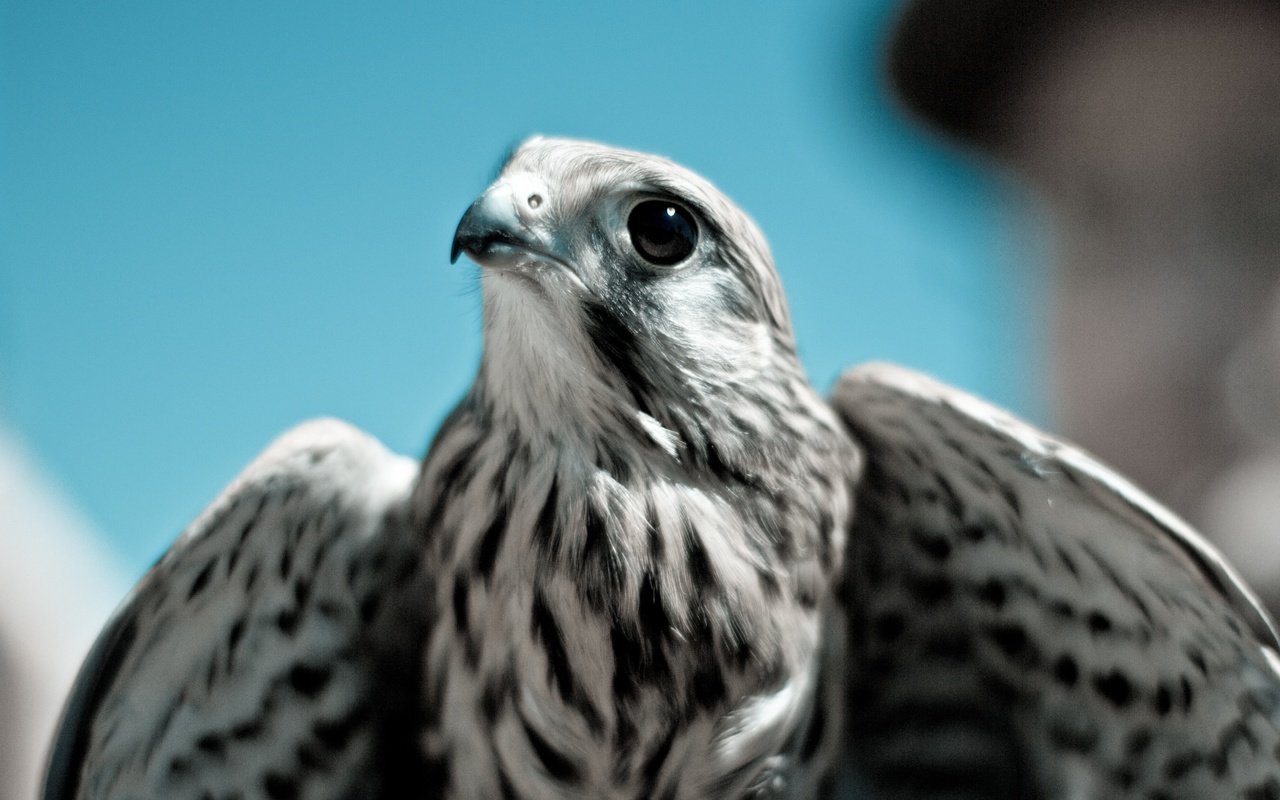 Обои небо, хищник, птица, клюв, перья, сокол, кречет, the sky, predator, bird, beak, feathers, falcon, merlin разрешение 5184x3456 Загрузить