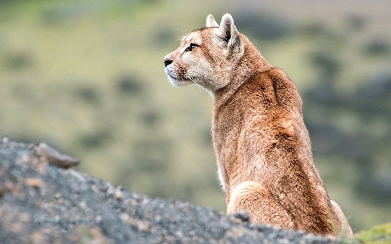 Обои природа, взгляд, профиль, пума, горный лев, кугуар, nature, look, profile, puma, mountain lion, cougar разрешение 2048x1365 Загрузить