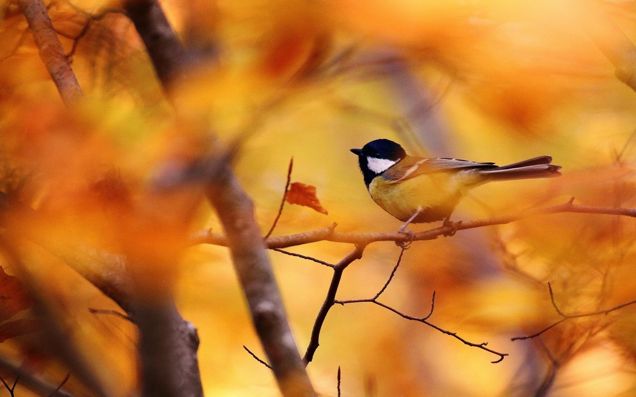Обои ветки, листва, осень, птица, синица, branches, foliage, autumn, bird, tit разрешение 4752x2996 Загрузить