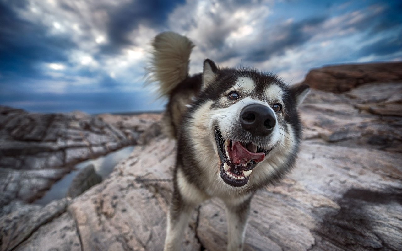 Обои морда, природа, собака, хаски, язык, хвост, face, nature, dog, husky, language, tail разрешение 2800x1690 Загрузить