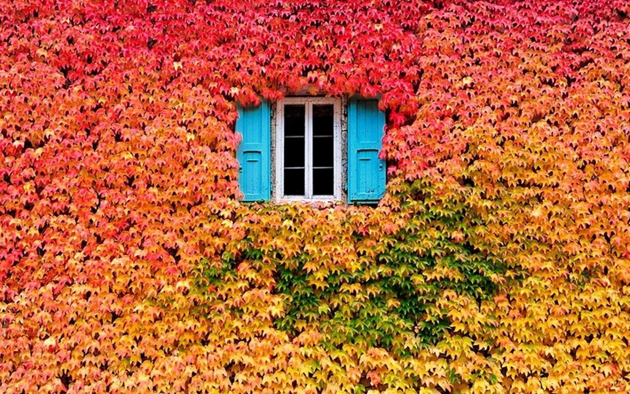 Обои природа, цвета, листья, листва, осень, дом, окно, nature, color, leaves, foliage, autumn, house, window разрешение 2530x1685 Загрузить