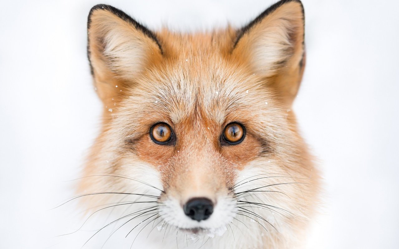 Обои глаза, морда, взгляд, лиса, лисица, белый фон, животное, eyes, face, look, fox, white background, animal разрешение 2048x1365 Загрузить